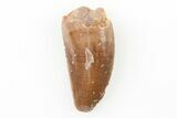 Serrated, Raptor Tooth - Real Dinosaur Tooth #196373-1